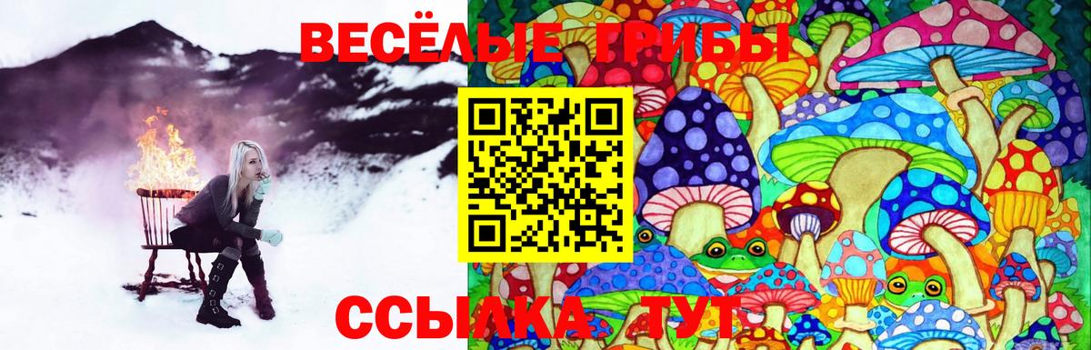 купить наркотики цена  Вход с VPN  Алейск  Галлюциногенные грибы GOLDEN TEACHER 